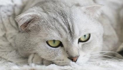 红河最新的高价医保卡惠民保险代扣怎么取消掉了方法分享(红河惠民医保怎么报销教程)