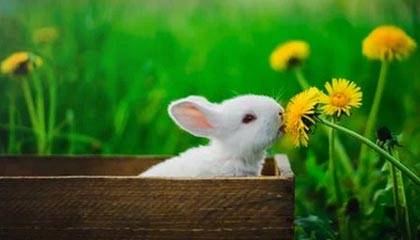 红河最新的高价医保个人账户余额微信查询方法分享(红河医保查询个人账户明细怎么查微信教程)